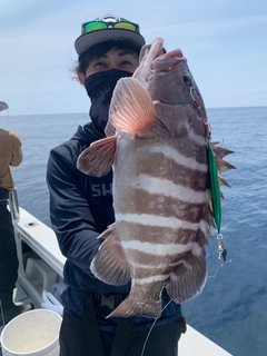 マハタの釣果