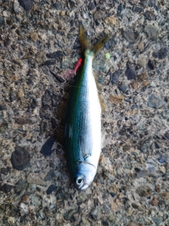 タカベの釣果