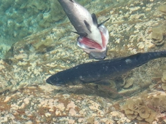 ヒラスズキの釣果