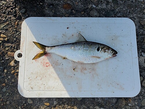 コノシロの釣果