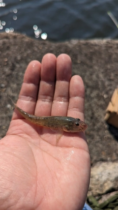 ハゼの釣果