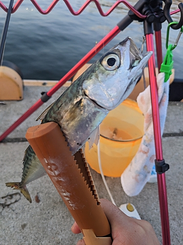 サバの釣果