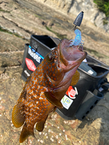 アコウの釣果