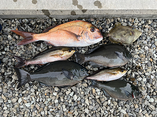 タイの釣果