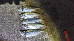 アジの釣果