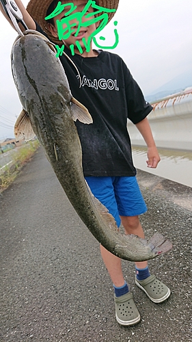 ナマズの釣果