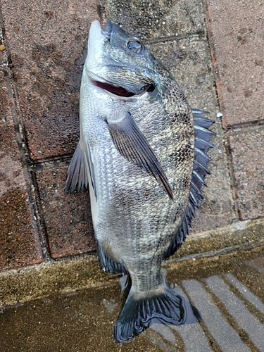 クロダイの釣果