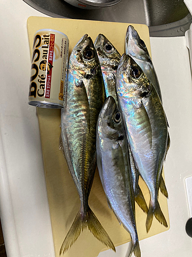 アジの釣果