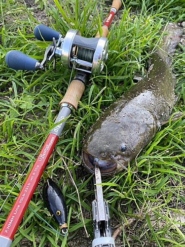 ナマズの釣果