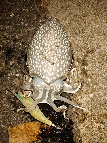 シリヤケイカの釣果