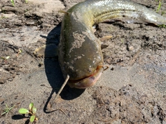 ナマズの釣果