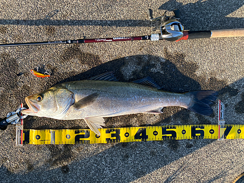 シーバスの釣果