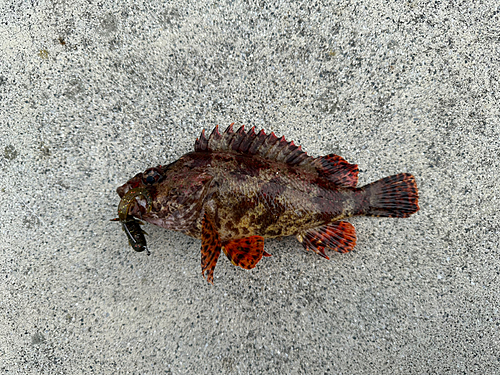 ヨロイメバルの釣果