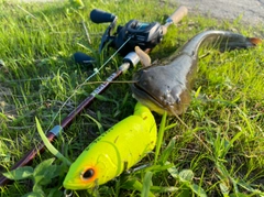 ナマズの釣果