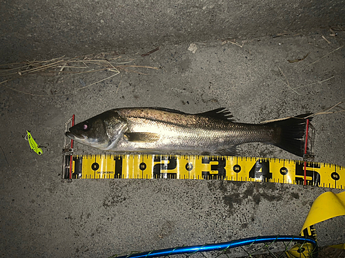 シーバスの釣果