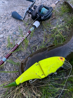 ナマズの釣果