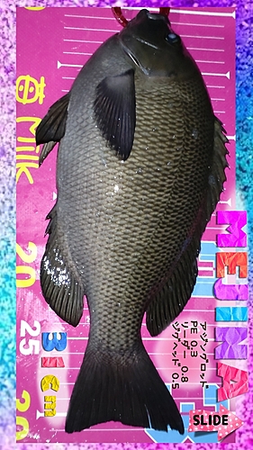 メジナの釣果