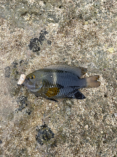 スズメダイの釣果