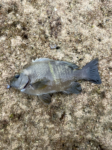 オキナメジナの釣果