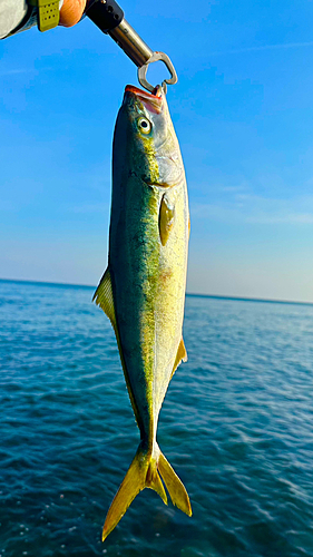 イナダの釣果