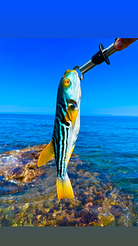 シマフグの釣果