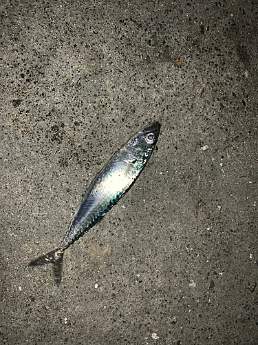 サバの釣果