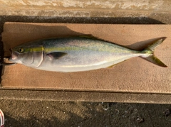 ハマチの釣果