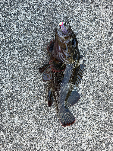 ムラソイの釣果