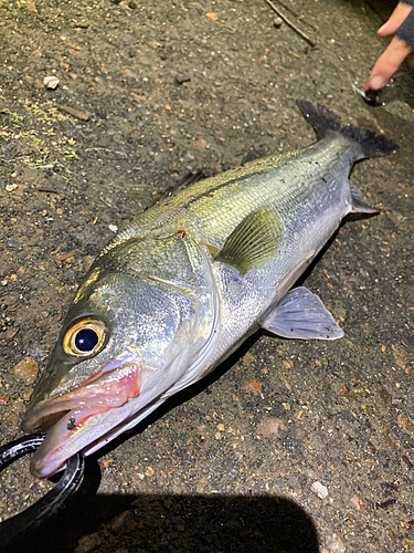 セイゴ（マルスズキ）の釣果