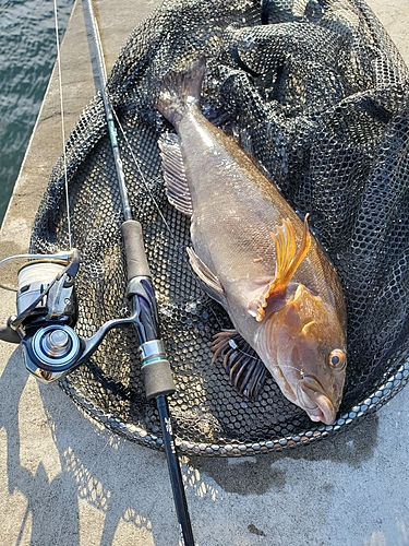 アブラコの釣果