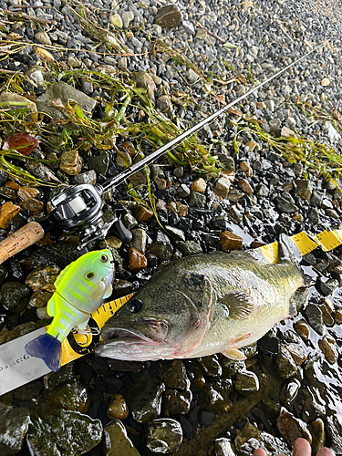 ブラックバスの釣果