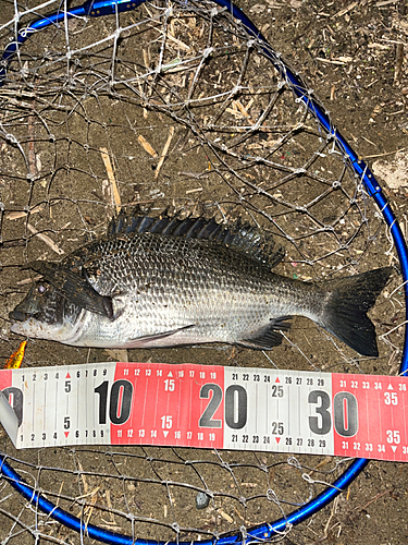 チヌの釣果