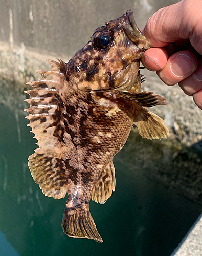 ムラソイの釣果