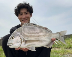 ヘダイの釣果