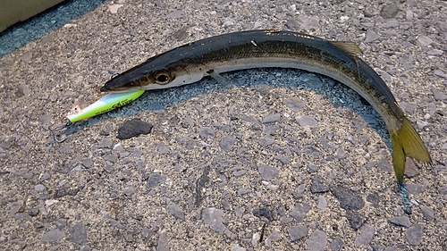 カマスの釣果