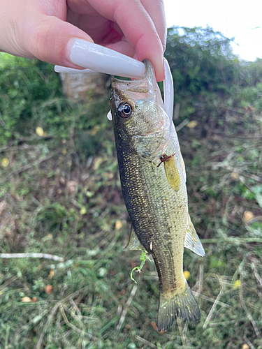 ラージマウスバスの釣果