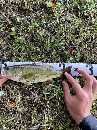 ラージマウスバスの釣果