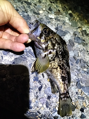 クロソイの釣果