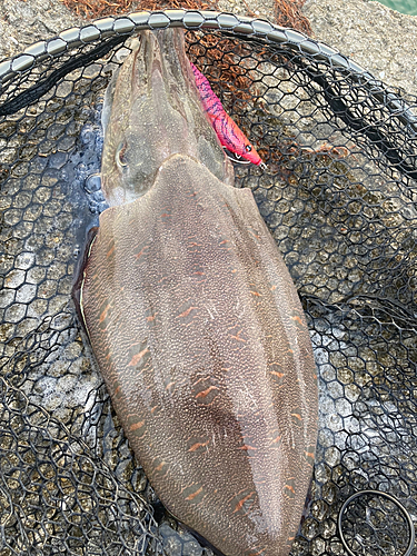 モンゴウイカの釣果