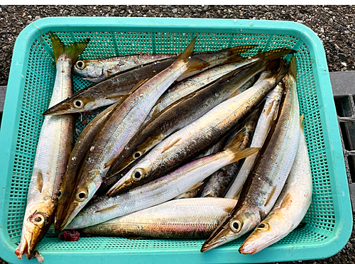 カマスの釣果