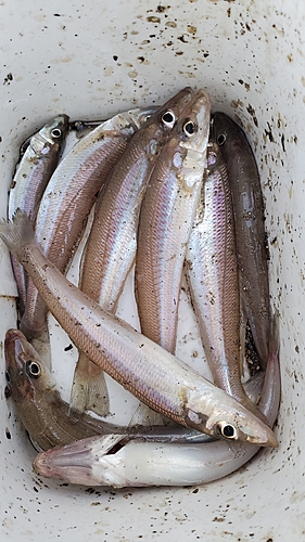 キスの釣果