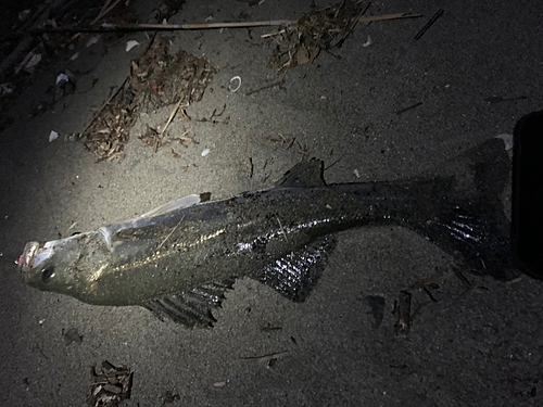 スズキの釣果