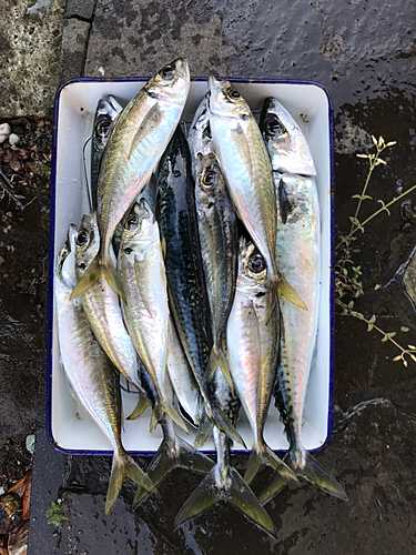 アジの釣果