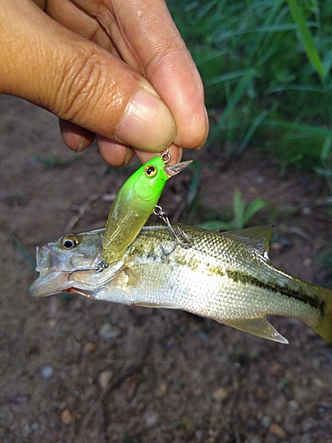 ブラックバスの釣果