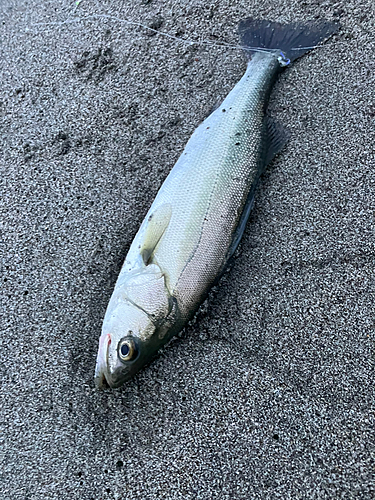 セイゴ（ヒラスズキ）の釣果