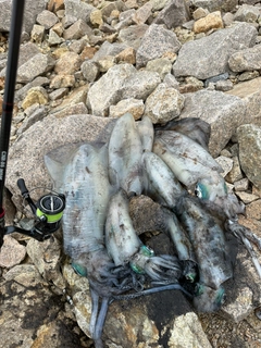 アオリイカの釣果