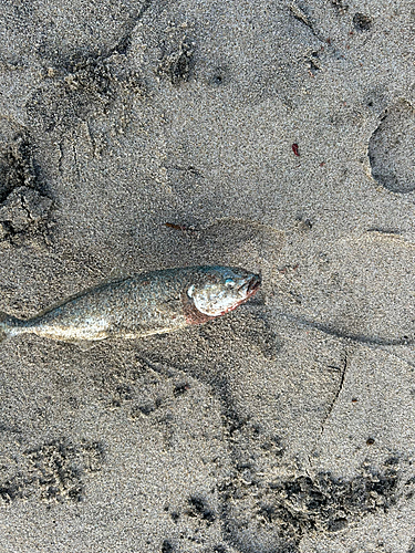 スズキの釣果