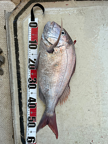 マダイの釣果