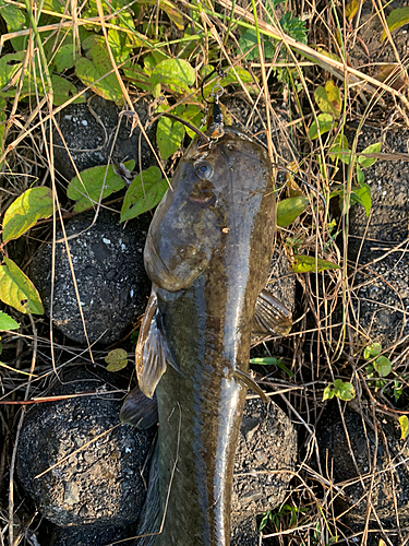 ナマズの釣果