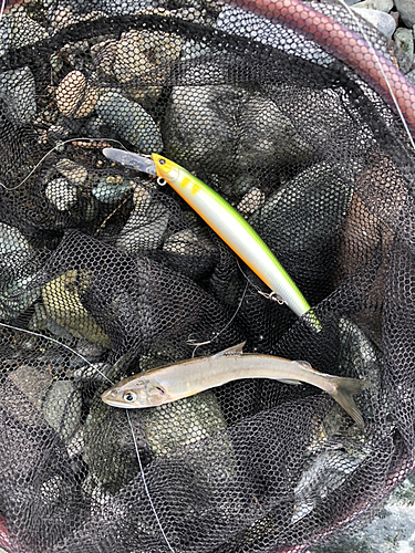 アユの釣果